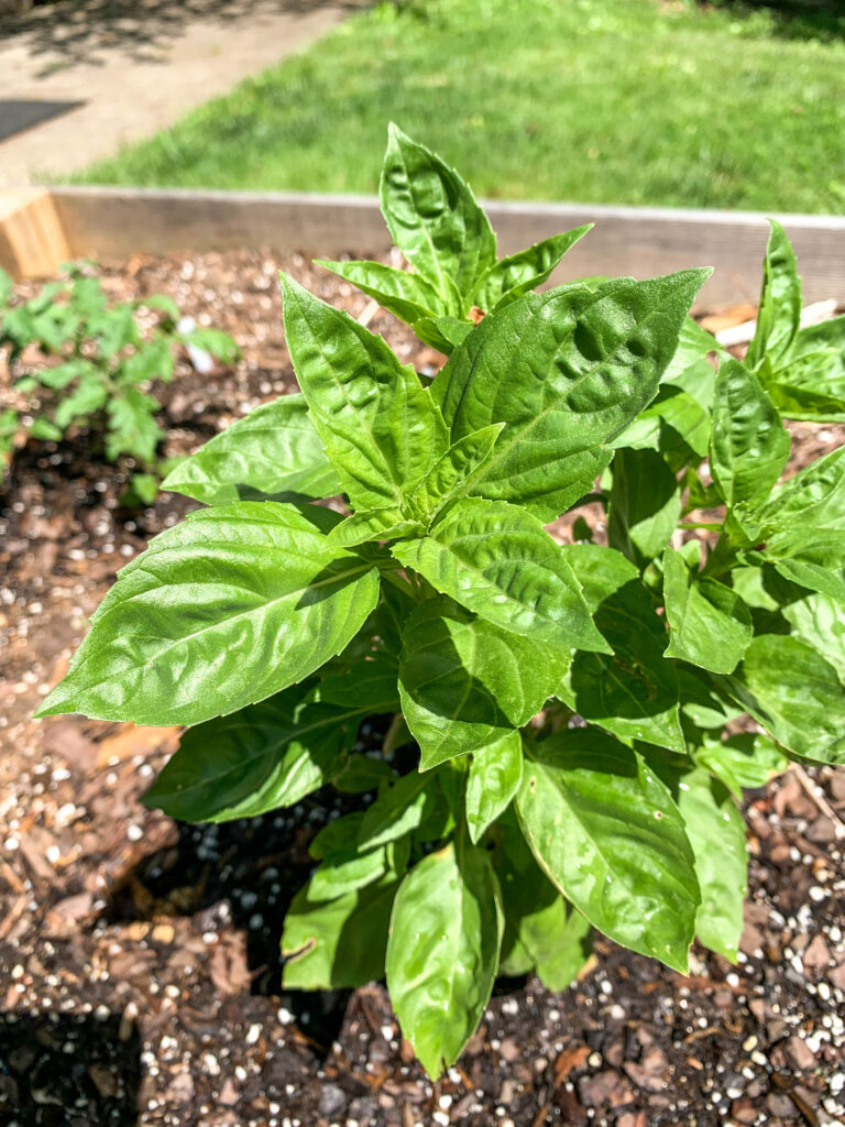 growing basil in our garden