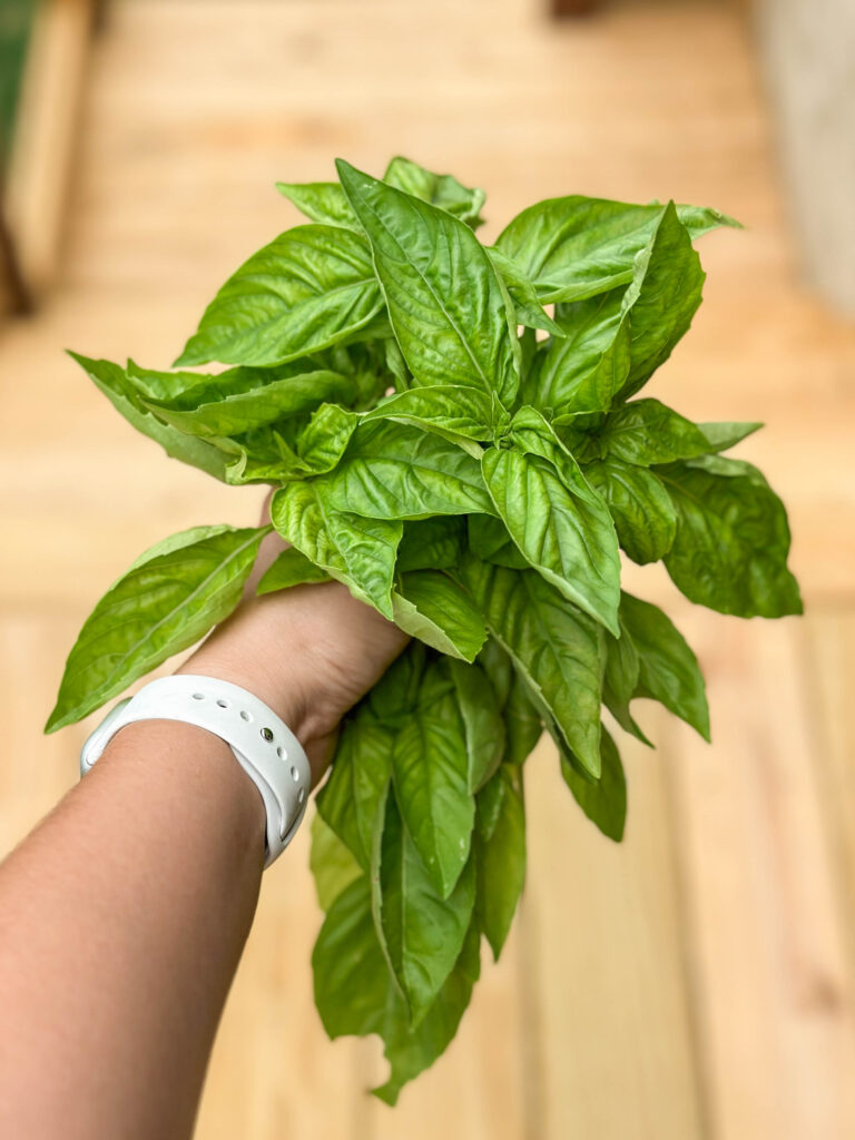 how to start a kitchen herb garden